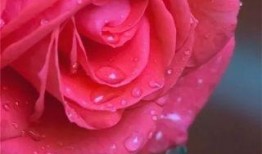 水晶玫瑰最新爆料图片欣赏,揭秘神秘花语与独特魅力